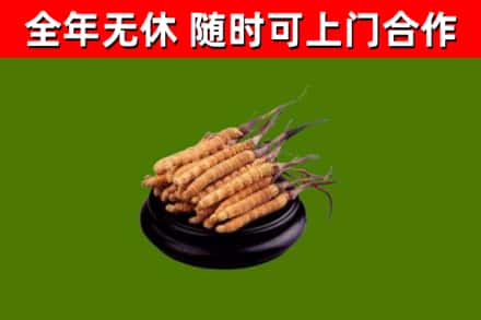 大兴区回收散虫草