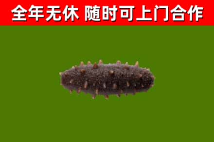 大兴区回收海参干
